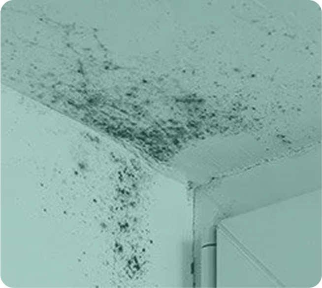 Mold
